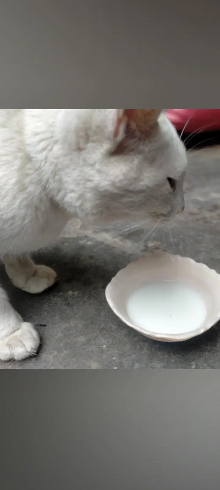 Turkish angora cat — photo 2