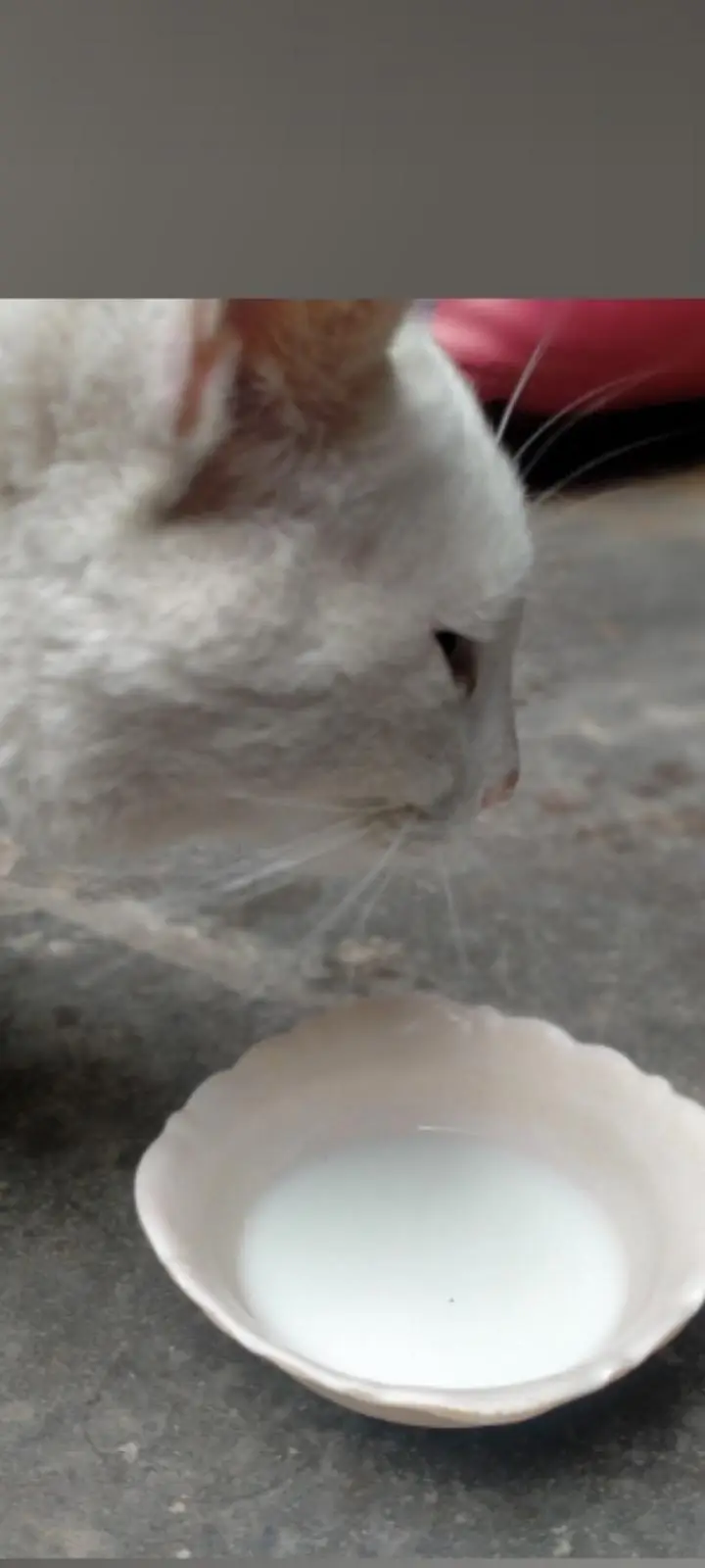 Turkish angora cat — photo 3