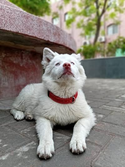 Female Pure White Siberian Husky