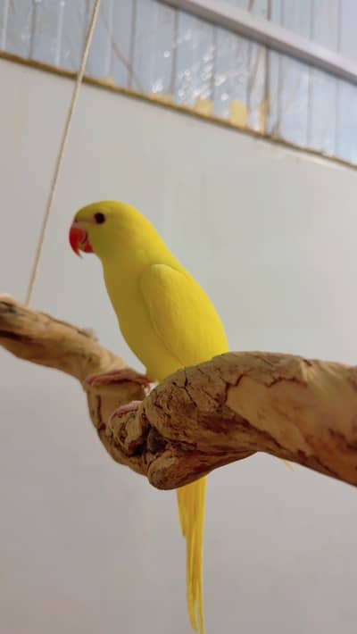 YELLOW RINGNECK HAND TAME