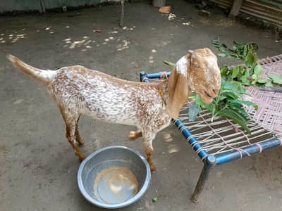 makhi cheeni