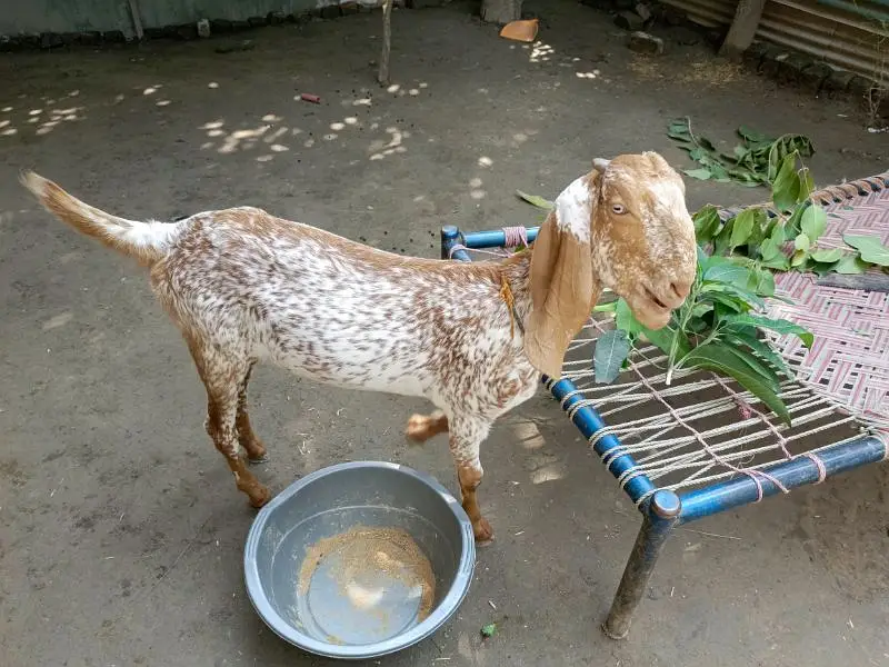 makhi cheeni