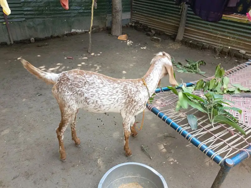 makhi cheeni — photo 2