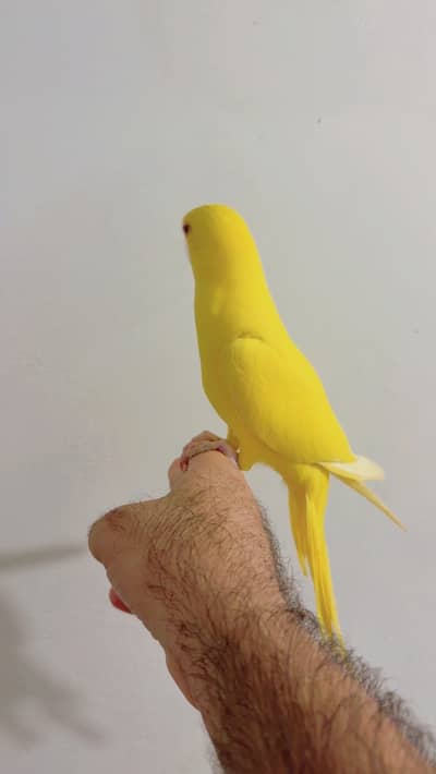 HAND TAME SUNCONURE