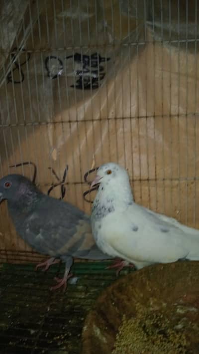 piegon pair for sale