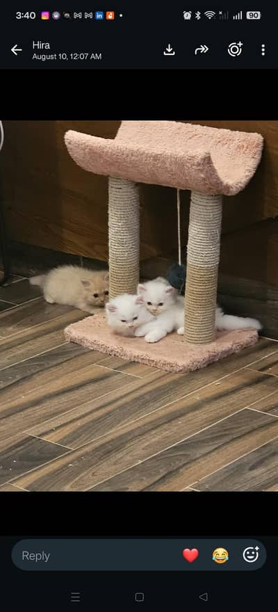 Persian Kittens for adoption