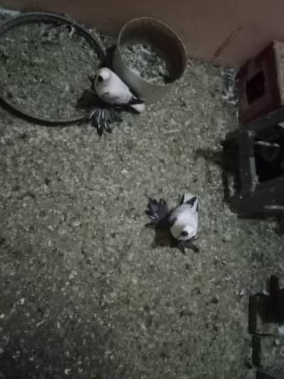 swallow pair for sale