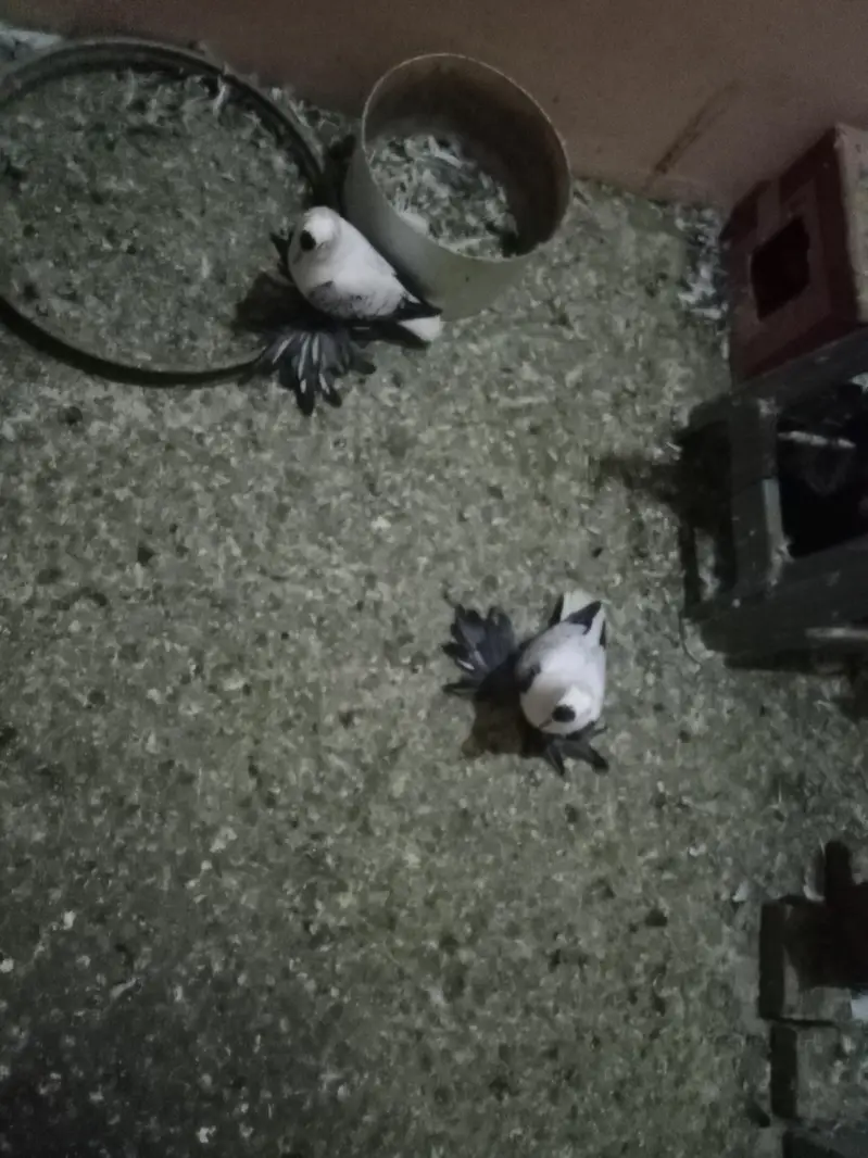 swallow pair for sale