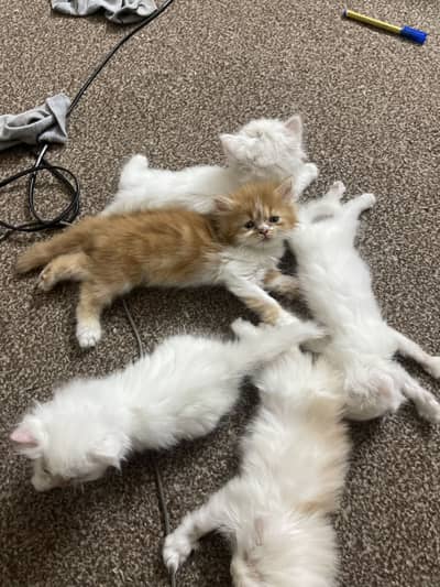 Kitten for sale