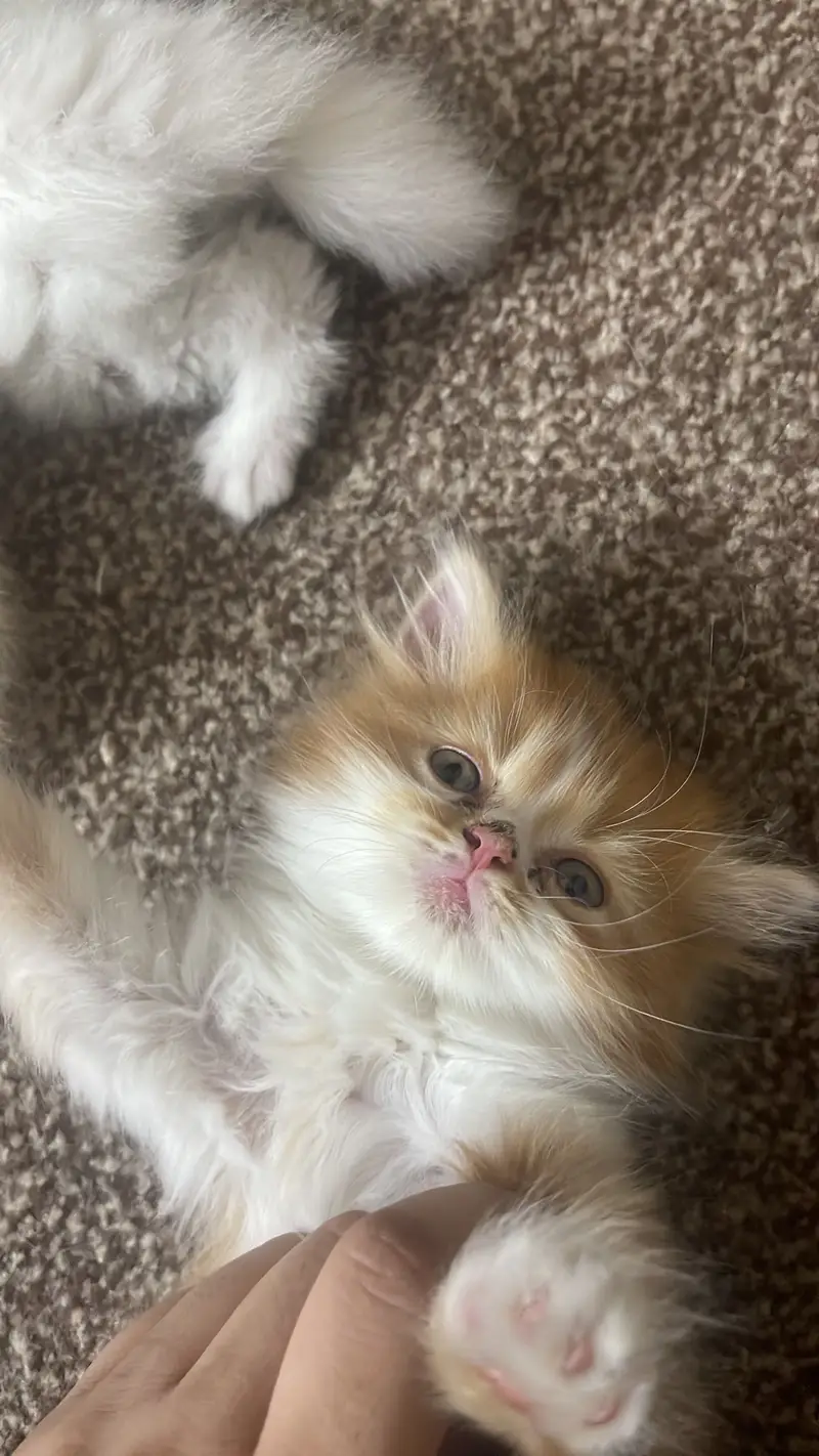 Kitten for sale — photo 2