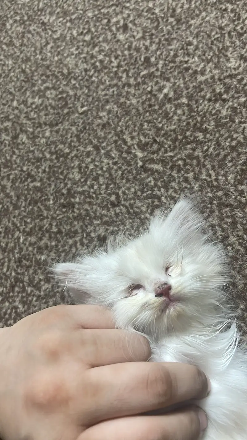 Kitten for sale — photo 3