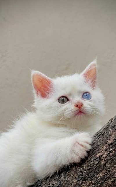 Available in quetta Persian odd eyes kitten