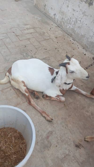 bakri, or us ka 7 manth ka bacha.