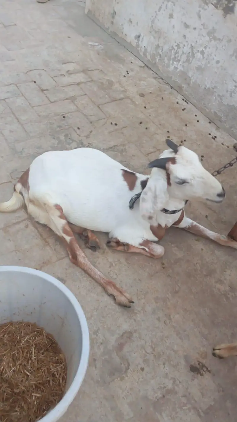 bakri, or us ka 7 manth ka bacha.
