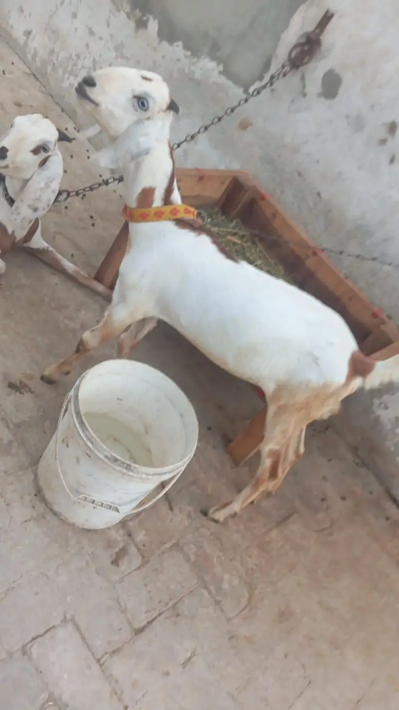bakri, or us ka 7 manth ka bacha. — photo 2