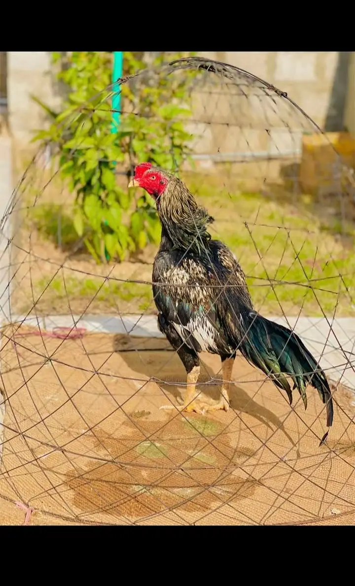 Aseel Males and Females available