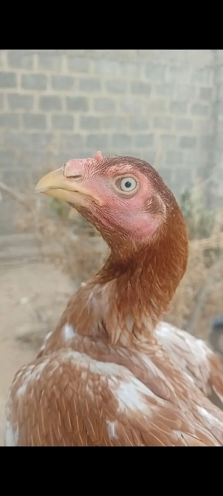 اصیل مرغی