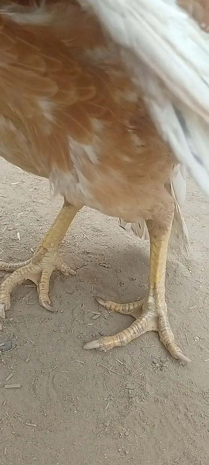 اصیل مرغی — photo 4