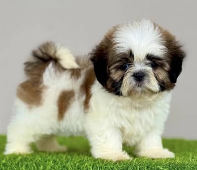 Shihtzu puppies/golden retriever puppies/Pomeranian puppies
