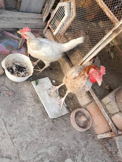 Desi aseel mix white Heera pathian eggs derhi hain