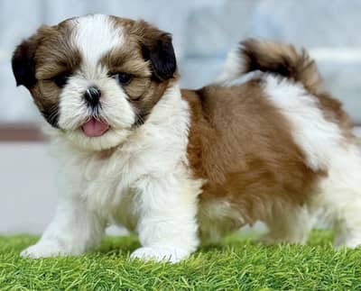 Shihtzu puppies 0330*540611*five