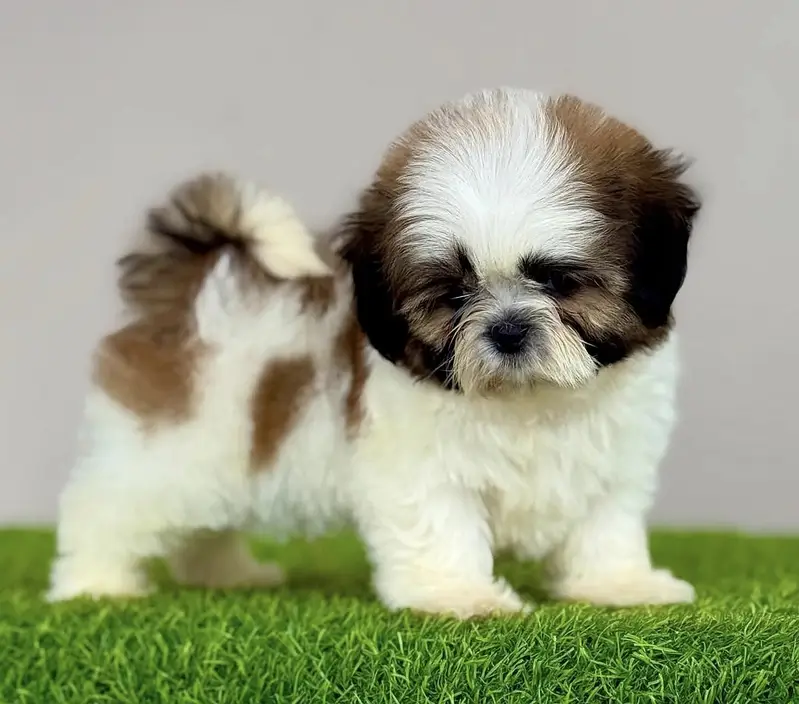 Shihtzu puppies/golden retriever puppies/Pomeranian puppies