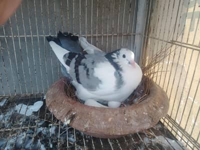 pouter pair with eges for sale