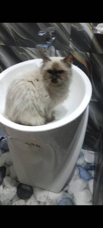 Persion breeder female near to heat available