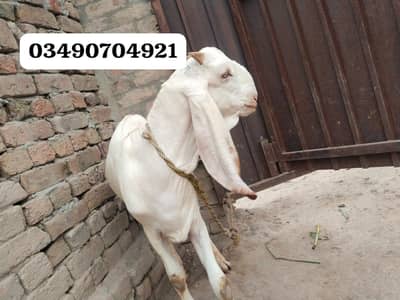 desi Bakra for sale