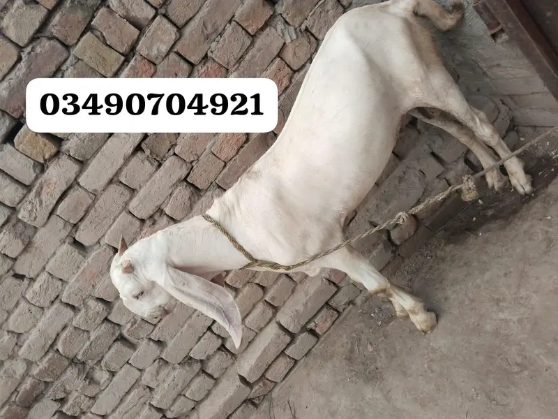 desi Bakra for sale — photo 2