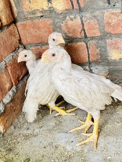 Premium Quality Long-Tail Indian Tamil Nadu Parrot Beak Chicks