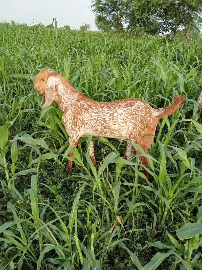 desi Bakra for sale — photo 2