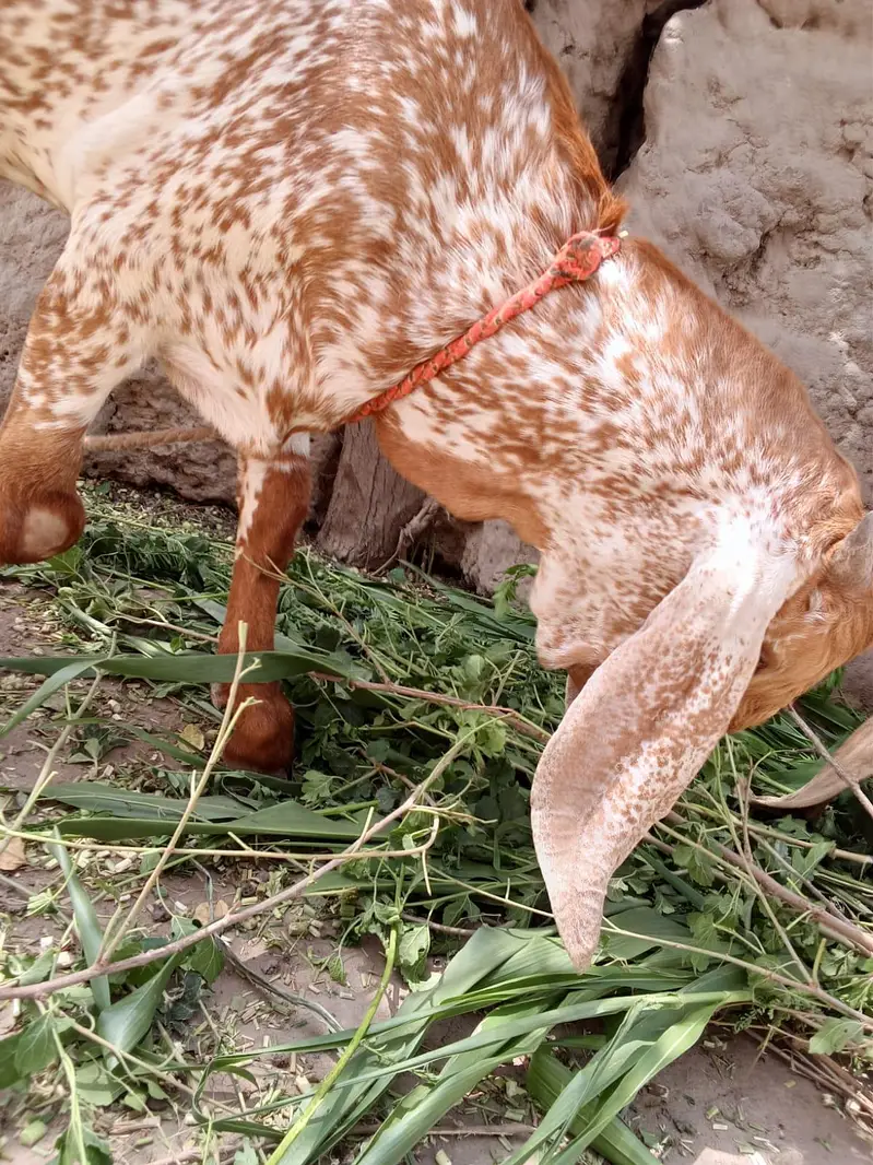 desi Bakra for sale — photo 4