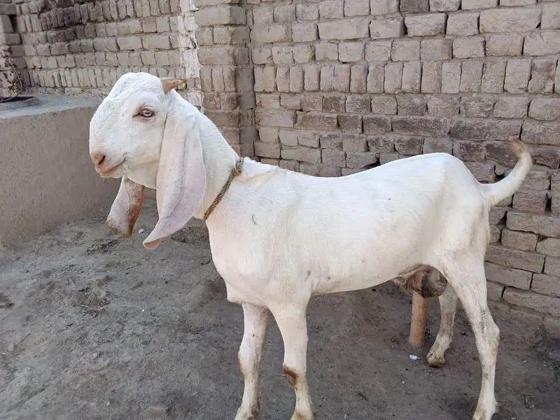 desi Bakra for sale — photo 3