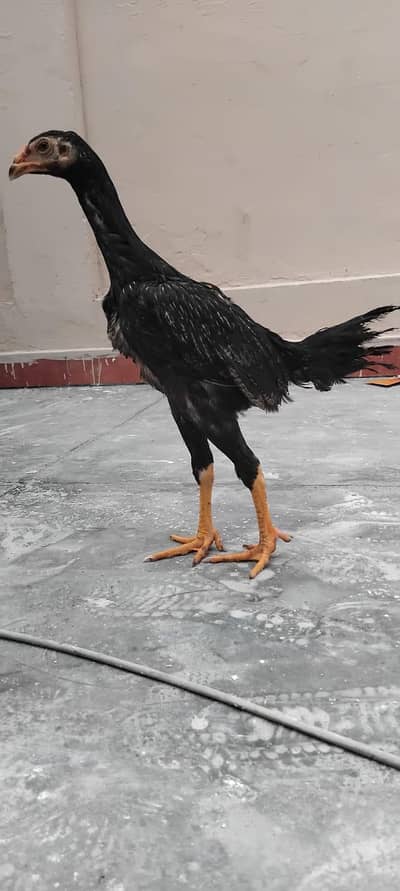 Pure Black German Shamo