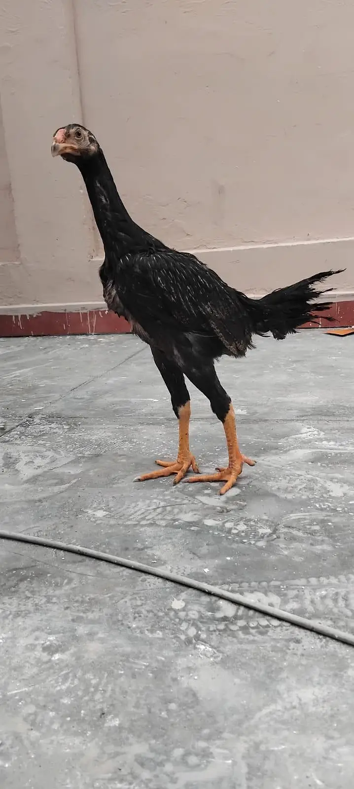 Pure Black German Shamo — photo 3