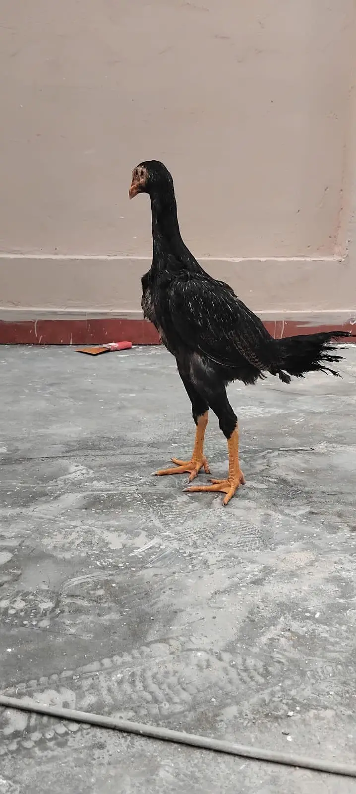Pure Black German Shamo — photo 7