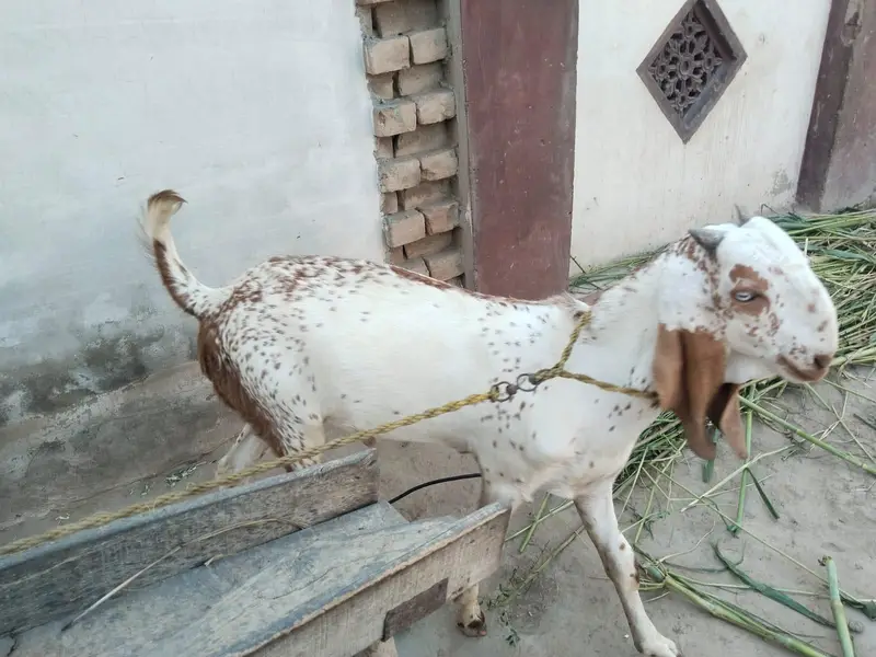 desi Bakra for sale — photo 3