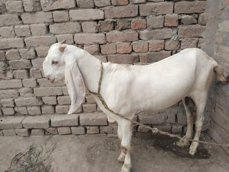 desi Bakra for sale — photo 4
