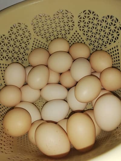 Desi eggs home production