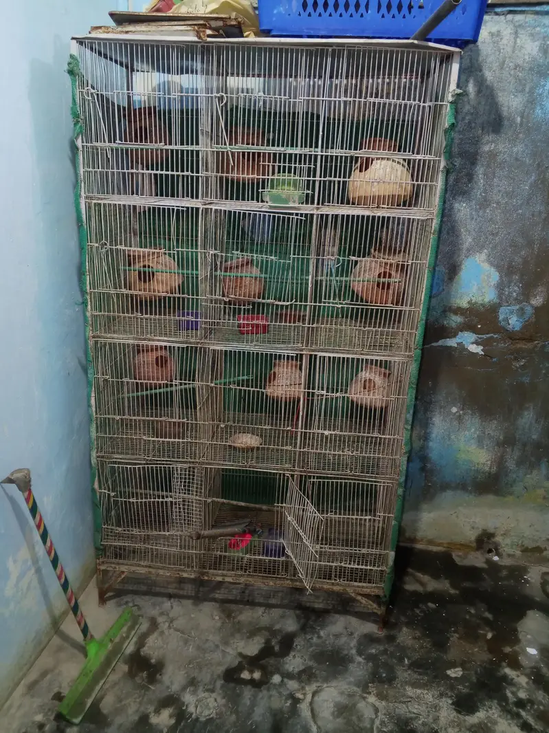 pinjara — photo 3