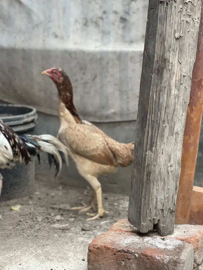Aseel murgi andy da rhi ha — photo 4