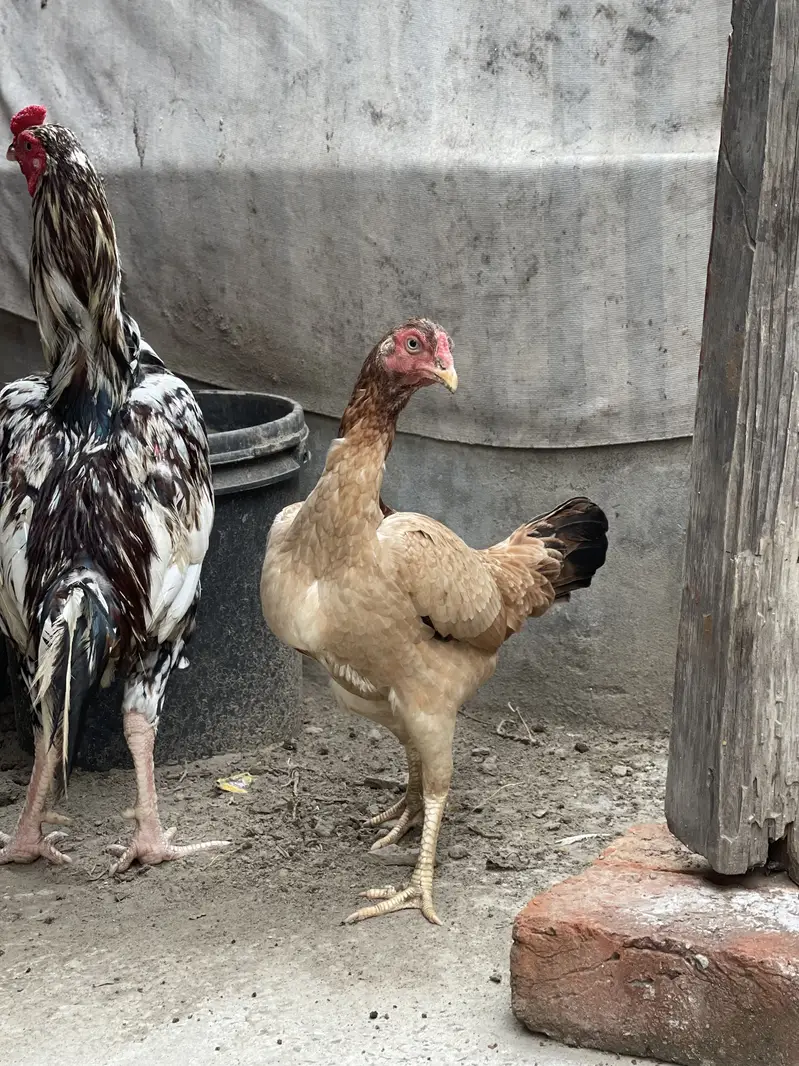 Aseel murgi andy da rhi ha — photo 5