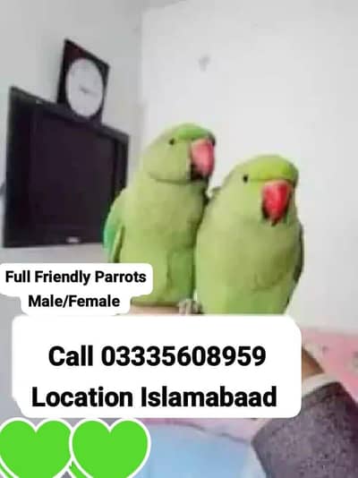 Single 5,500 Hand Tamed Green Ring Neck Parrots Male/Female