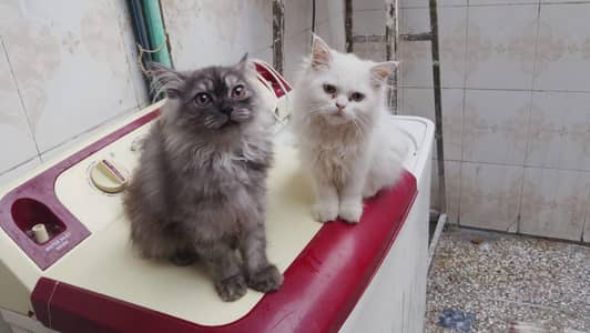 persian female pair