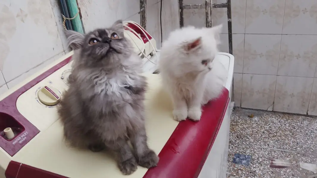 persian female pair — photo 2