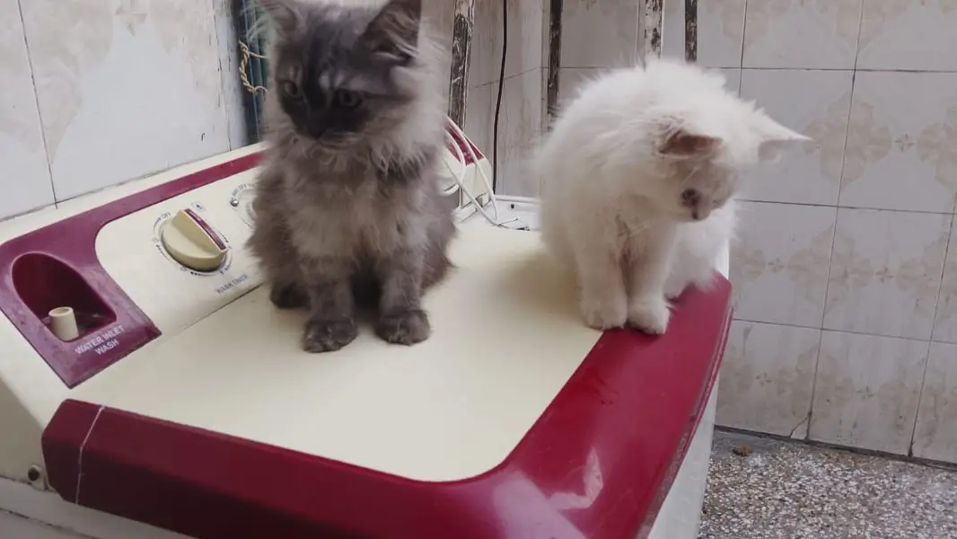 persian female pair — photo 3