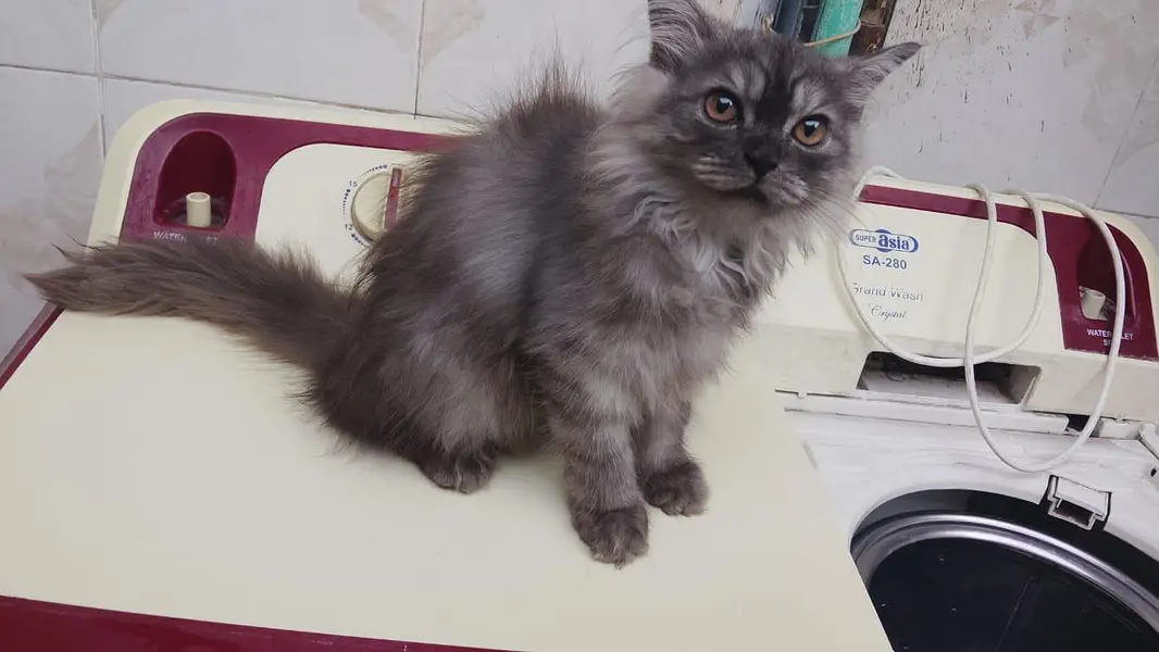 persian female pair — photo 10