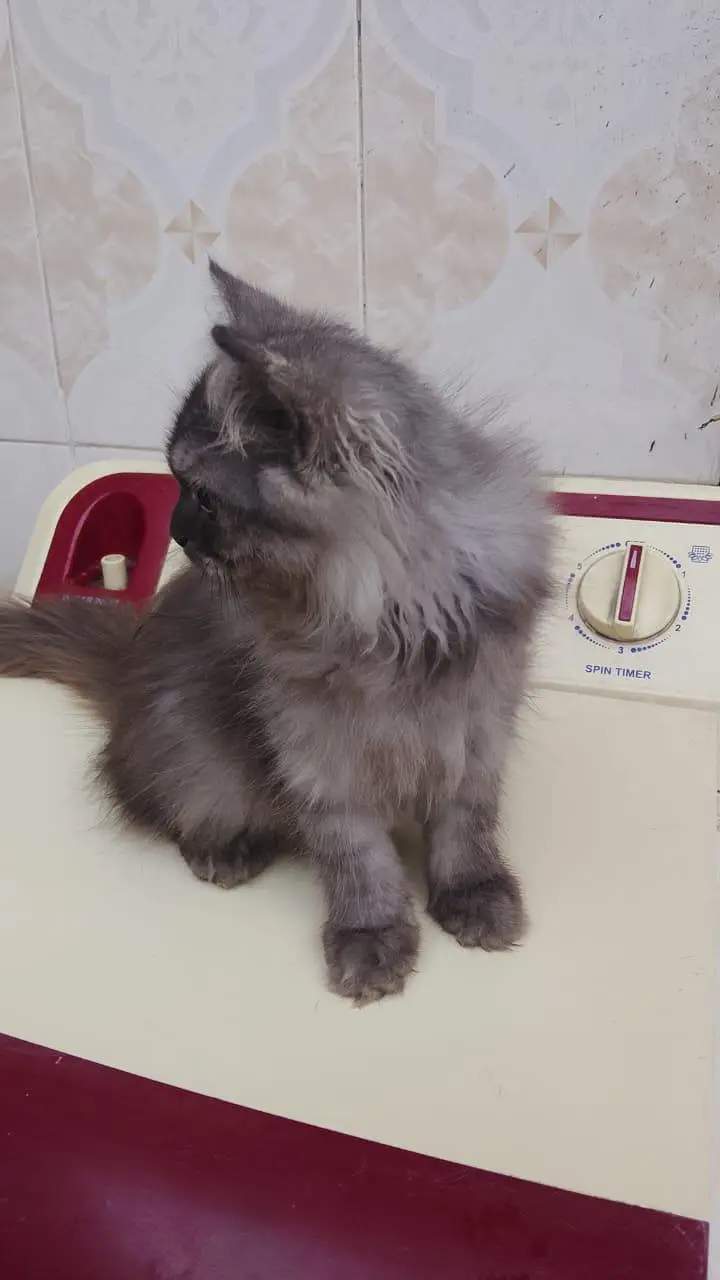 persian female pair — photo 11