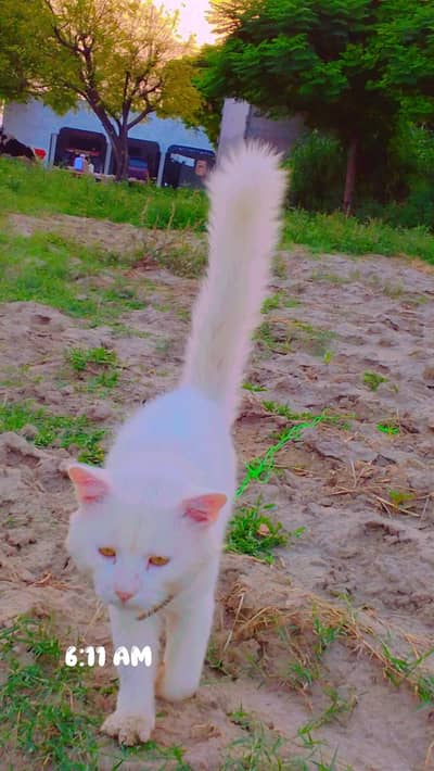 Healthy Male Persian cat